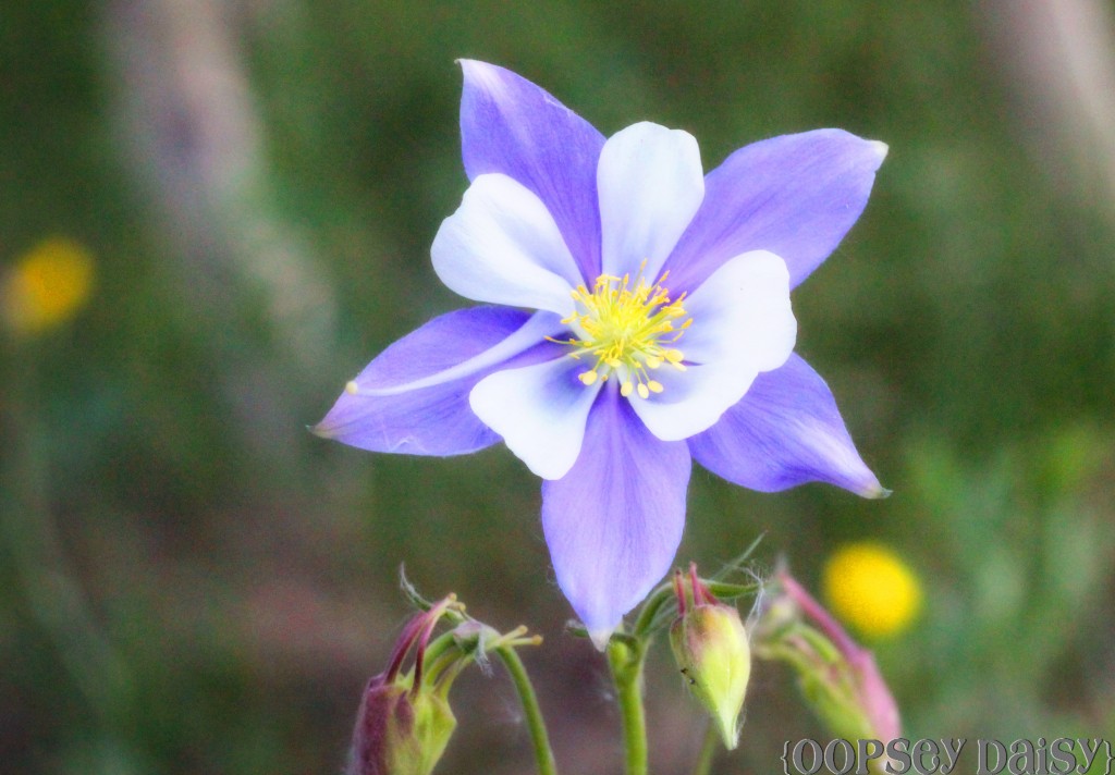 camipng_flower