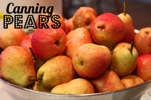 canning pears_title